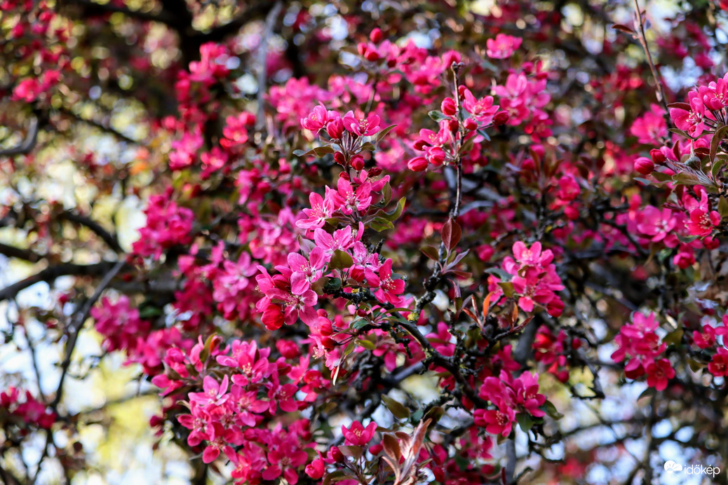 Díszalma virágzás 2.