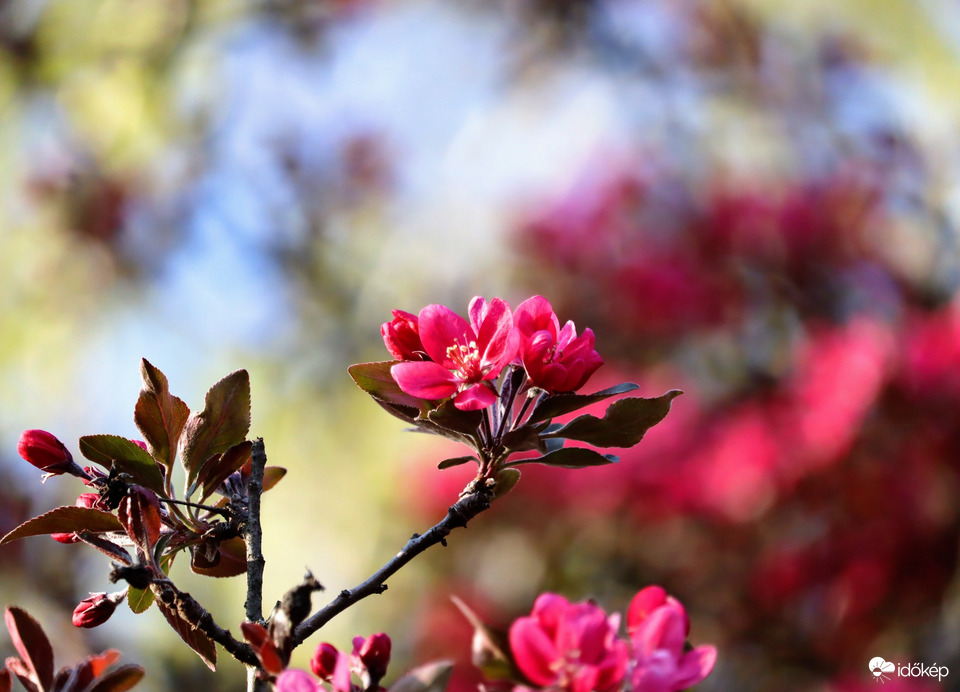 Díszalma virágzás