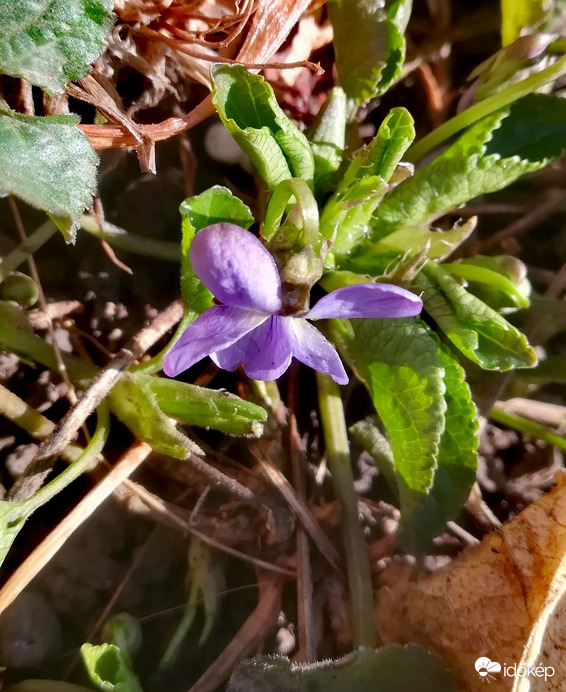 Az első szál az idén
