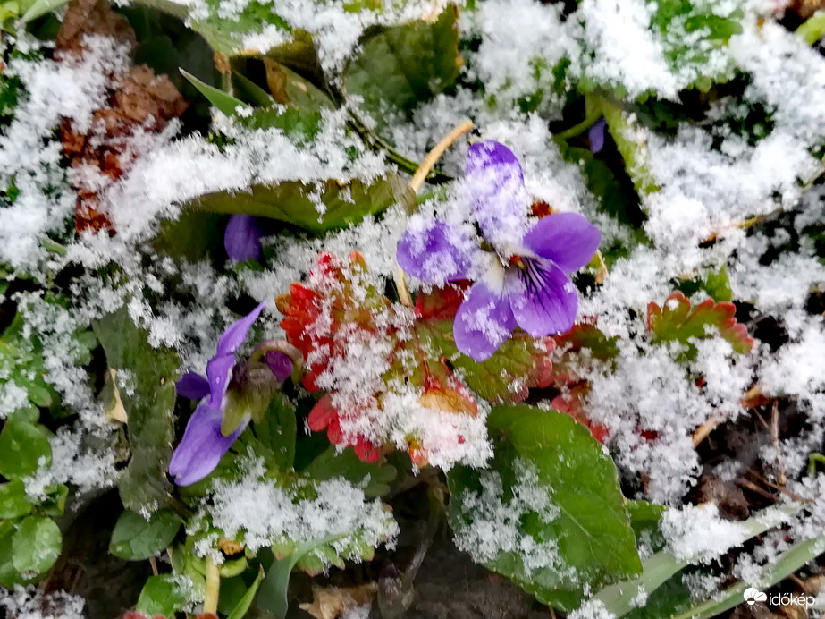 Holle anyó, köszönöm!!!!