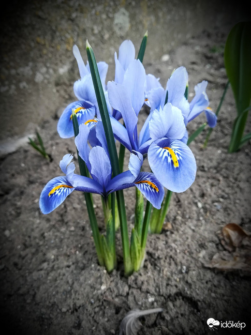 Anyukám virágoskertjében jártam