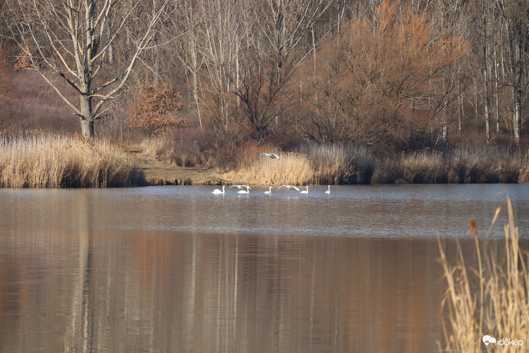 Hattyúk a távolban