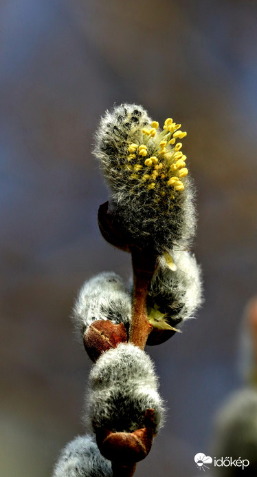 Csúcson a barkaszezon