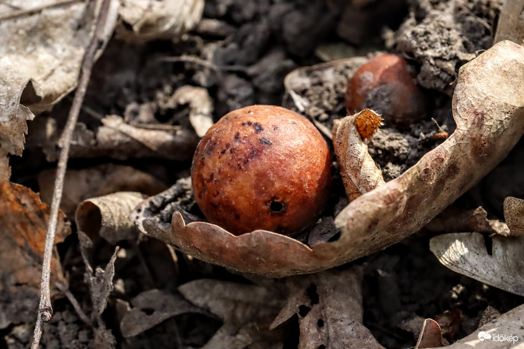 Tölgyalma vagy más néven gubacs