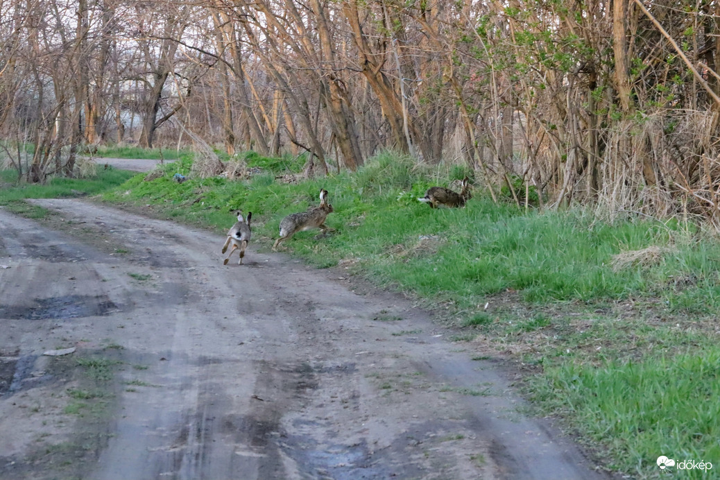 "Három nyúl volt és akkora!