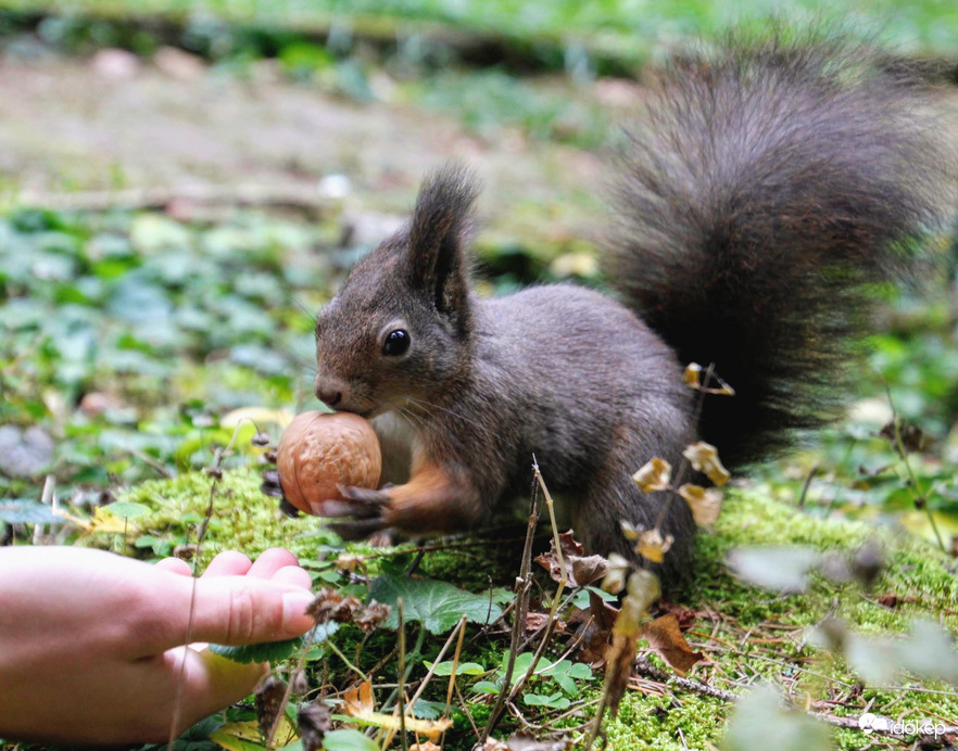 A mókusok világnapjára