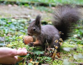 A mókusok világnapjára