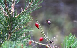 itt a piros, hol a piros