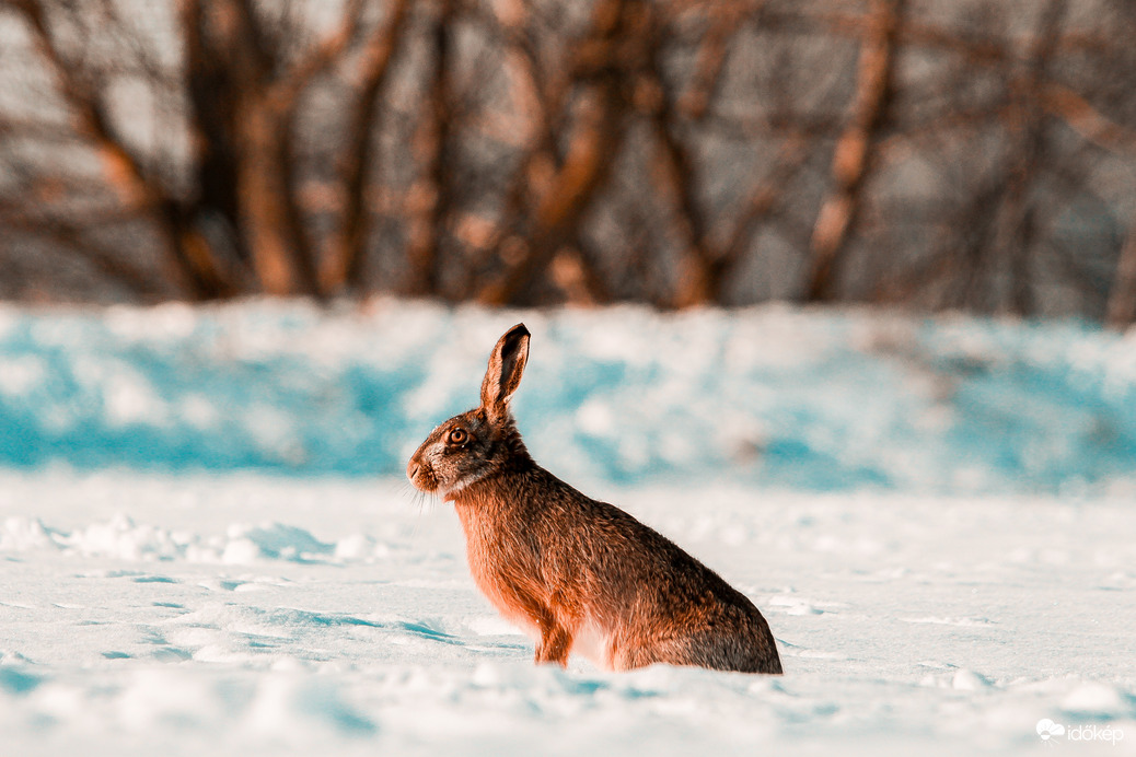 A téli nyúl