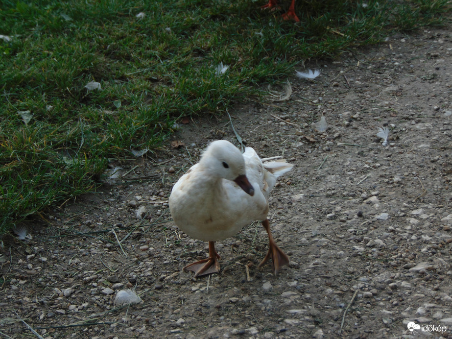 Természet