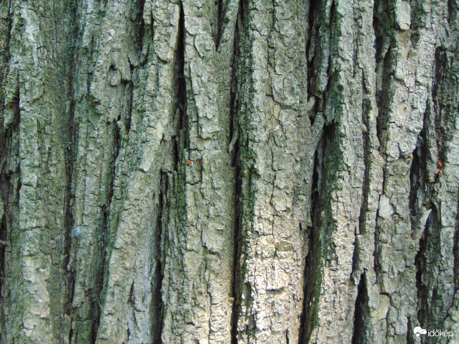 Természet