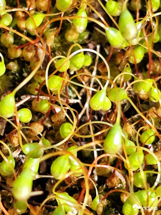Tavasz
