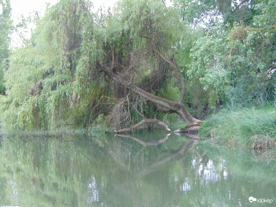 Természet
