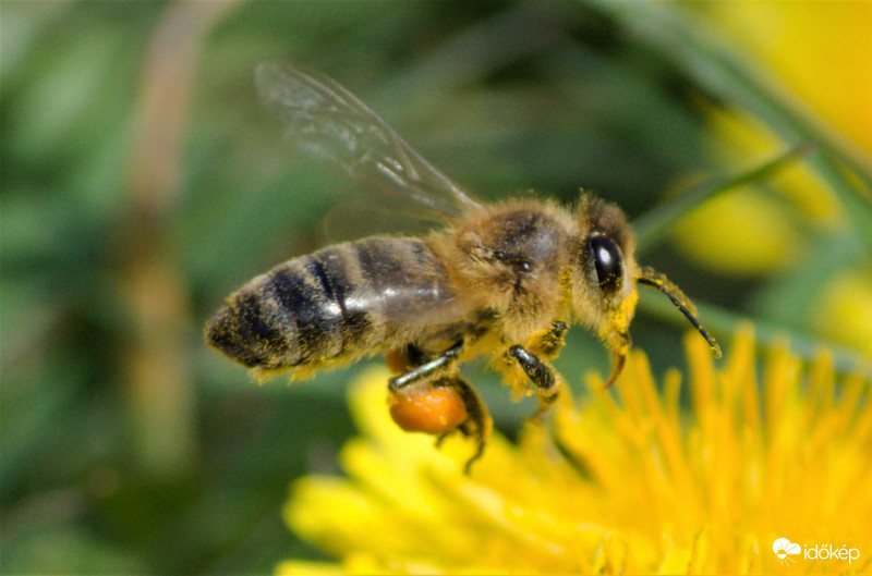 Pollen gyűjtő kismunkás