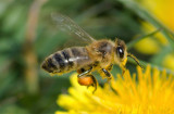 Pollen gyűjtő kismunkás