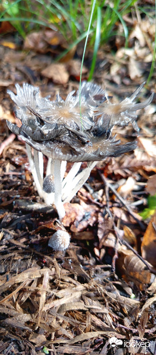 Gyenge áltintagomba (Coprinellus flocculosus)
