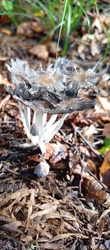 Gyenge áltintagomba (Coprinellus flocculosus)