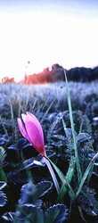 Őszi kikerics (Colchicum autumnale)