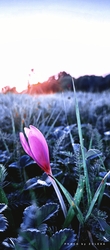 Őszi kikerics (Colchicum autumnale)