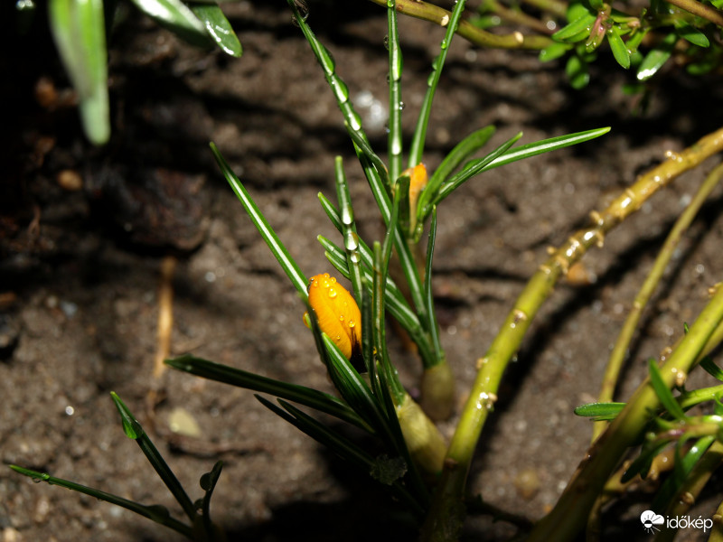 Crocusok ébredése