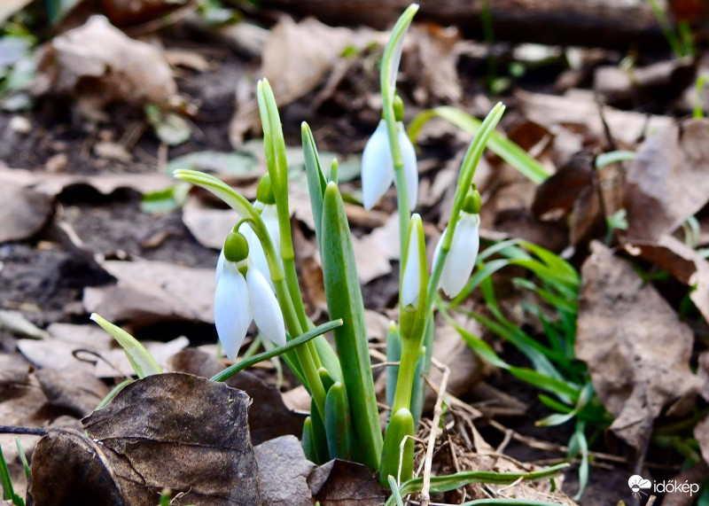 Nyílnak a hóvirágok