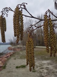 Balatonfűzfő
