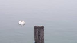 szundikáló hattyú