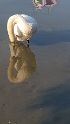 Balatonfűzfő