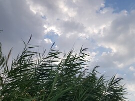 Balatonfűzfő