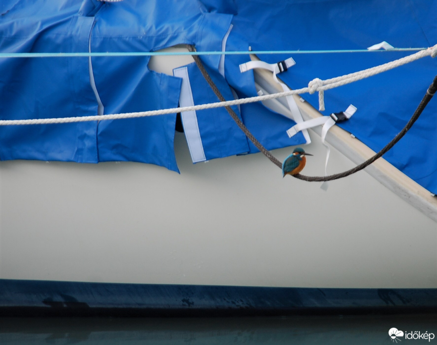 jégmadár a kikötőben