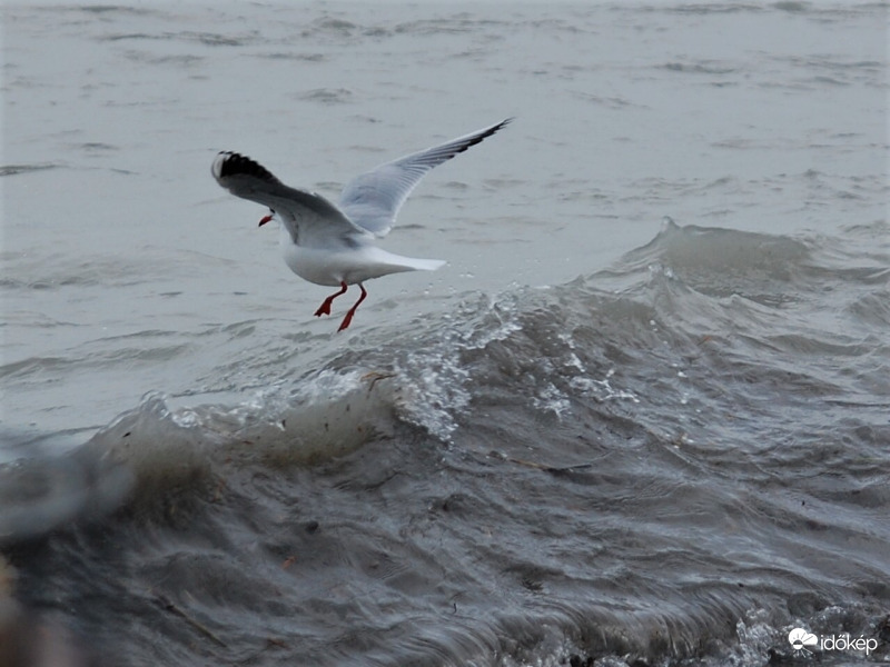 sirály a viharos tavon