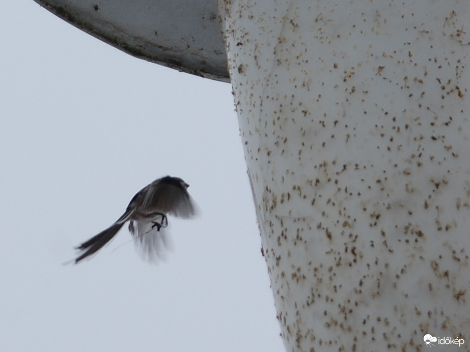 bogarat kereső őszapó2
