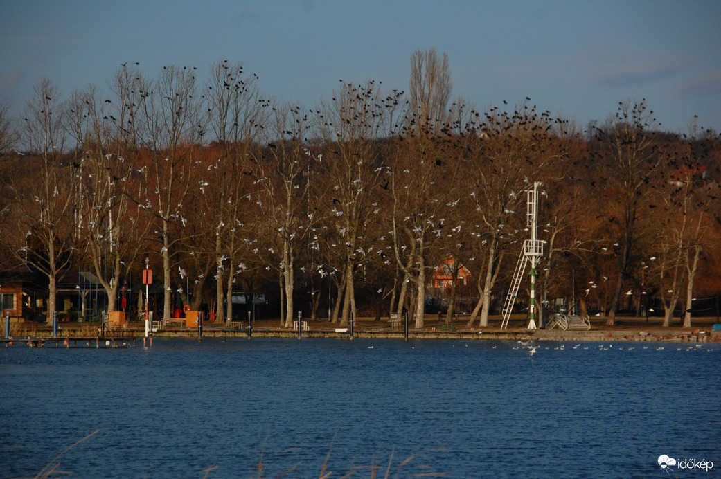 madár-sokadalom a kikötőnél