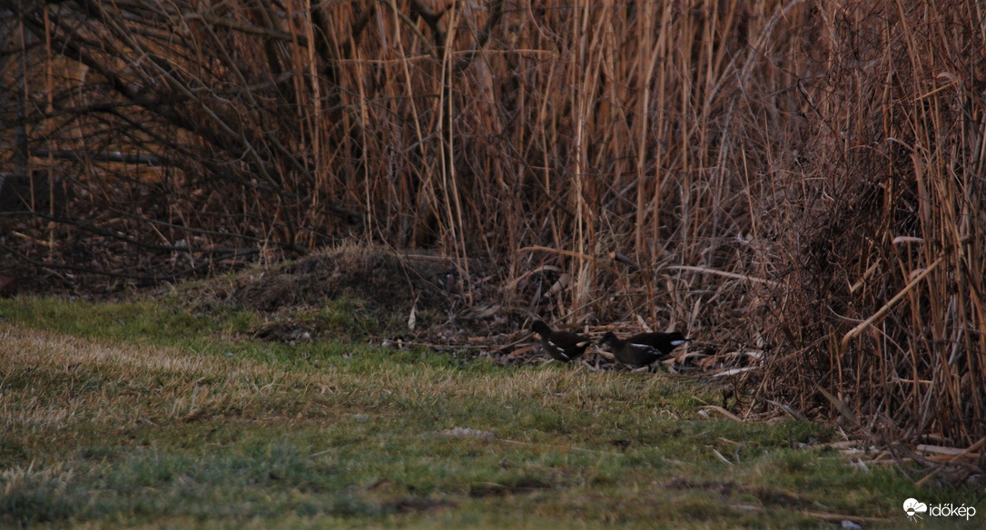 vízityúkok a parton