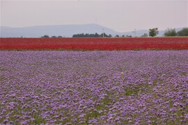 tavasz - a mező színei 2020.05.29.