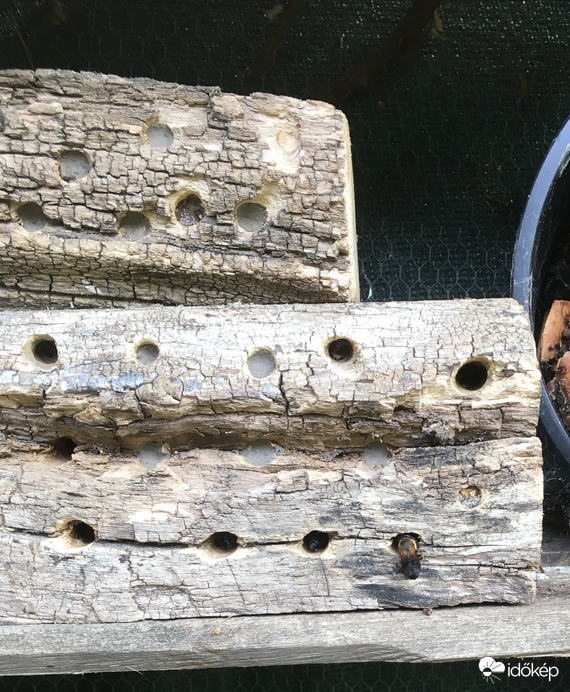 Beköltözés előtti takarítás a rovarhotelban