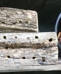 Beköltözés előtti takarítás a rovarhotelban