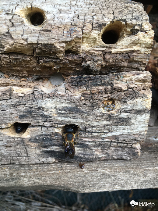 Beköltözés előtti takarítás a rovarhotelban