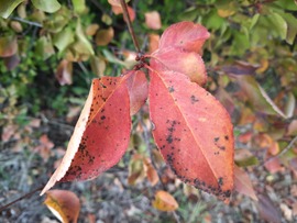 Beköszöntött az ősz Abaligetre
