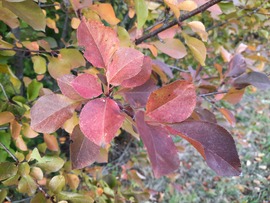 Beköszöntött az ősz Abaligetre