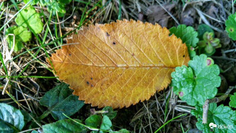 Őszi falevél