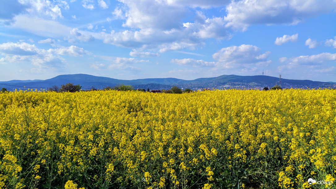 Repcemező a Mecsekkel (2020.04.26.)