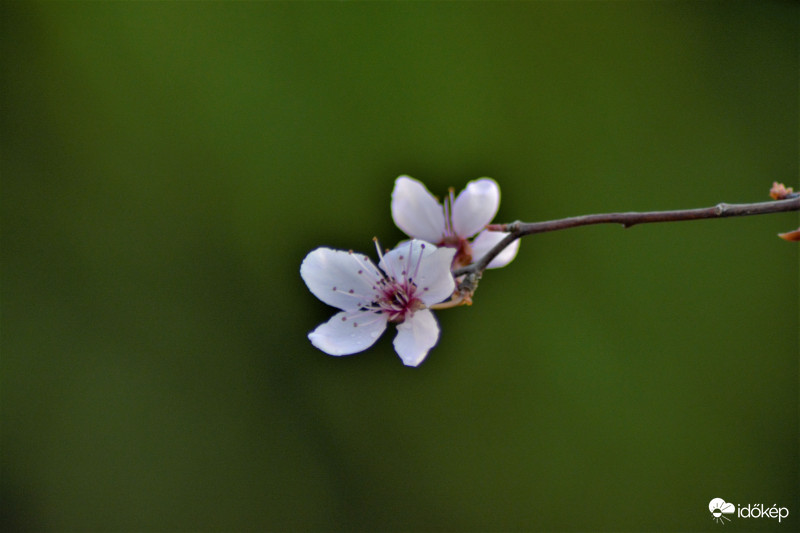 Kezdődik