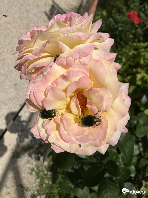 Rózsabogarak