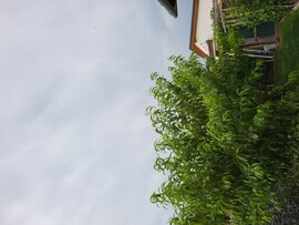Harka