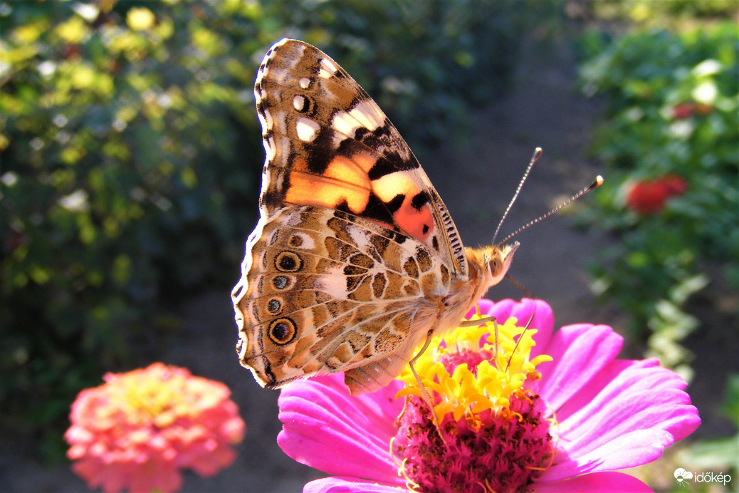 pillangó a rézvirágon