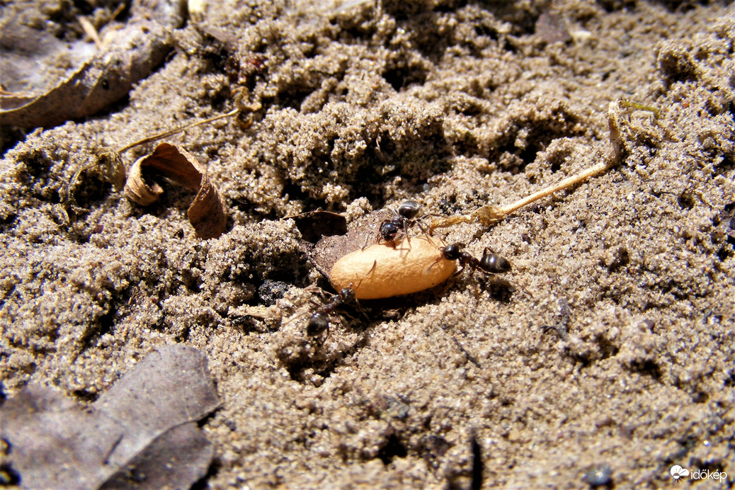"bábot cipel szorgos hangya"