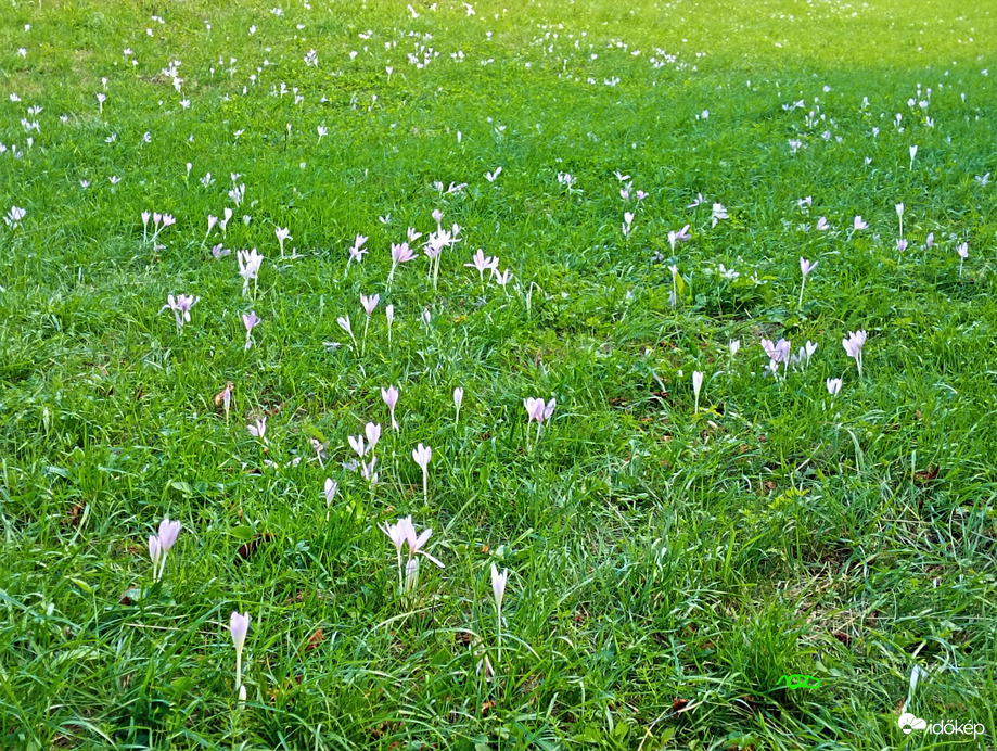 Őszi kikerics az Ilona völgyben