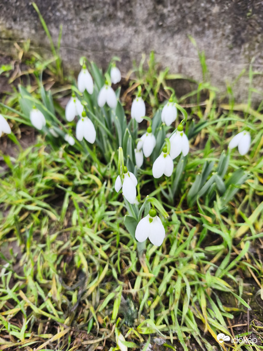 A tavasz első jelei 
